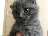Dişi Kedi